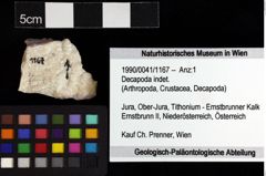 Foto (Objket + Etiketten) von Decapoda indet. 